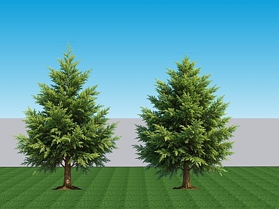 极简乔木 2D植物 常绿针叶灌木翠柏 常绿景观树翠柏