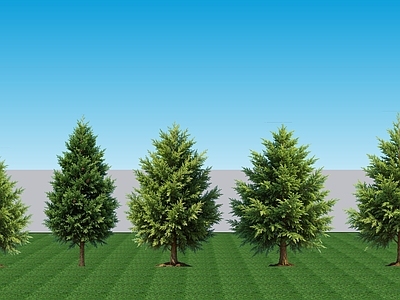 现代主义乔木 2D植物 常绿针叶灌木翠柏 常绿景观树翠柏