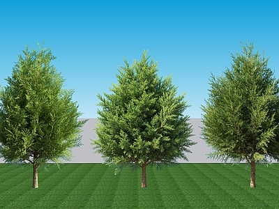现代主义乔木 2D植物 常绿灌木葡地柏