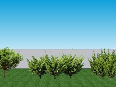 现代主义灌木 2D植物 常绿灌木葡地柏