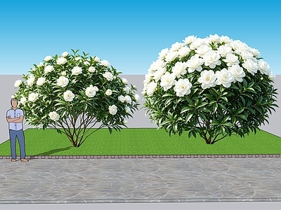 现代灌木 2D植物 丛生花灌木 栀子花 绿化雕塑 绿植
