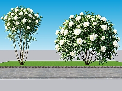 灌木 2D植物 丛生花灌木 栀子花 绿化雕塑 绿植