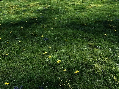 草坪