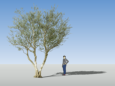 极简乔木 西班牙油橄榄 2d植物 低分枝橄榄树 油橄榄 地中海风格植物