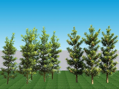 现代主义灌木 2D植物 常绿灌木罗汉松 景观树常绿罗汉松