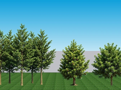 现代主义灌木 2D植物 常绿灌木罗汉松 景观树常绿罗汉松