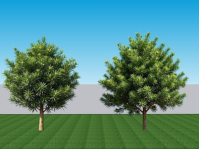 现代主义灌木 2D植物 现代景观树罗汉松