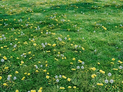 花草组合