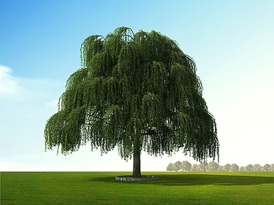 景观树 垂柳 柳树 乔木 树 景观树