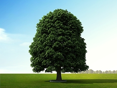 极简乔木 树 景观树 七叶树 马栗树 园林树