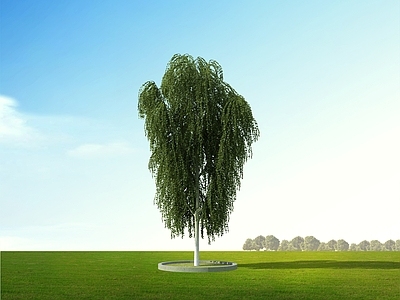 极简景观树 垂枝桦 乔木 树 景观树 园林树