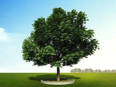 景观树 七叶树 马栗树 乔木 树 景观树
