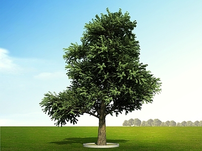 现代主义景观树 朴树 乔木 树 园林树 庭院树