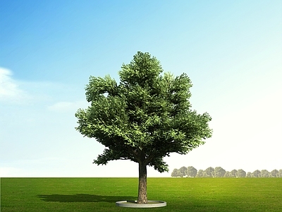 极简景观树 橡树 栎树 乔木 树 庭院树