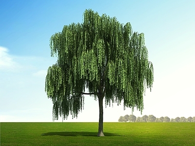 极简景观树 垂柳 柳树 乔木 树 园林树