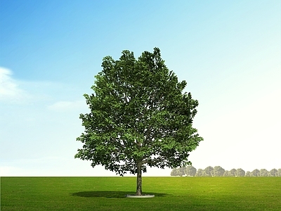 极简景观树 红栎 红橡树 乔木 树 造景树