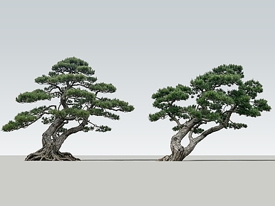 禅意乔木 2D斜飘松树 斜飘黑松 景观黑松 斜飘松树 松树
