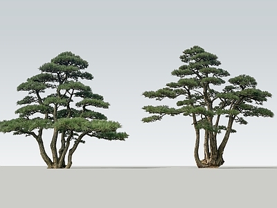 新中式景观乔木 2D丛生松树 丛生黑松 拼栽松树 景观黑松 松树