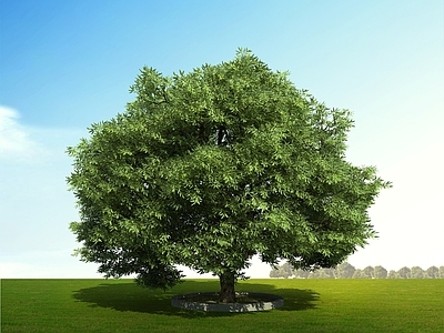 现代主义景观树 乔木 树 造景树 园林树 馒头柳