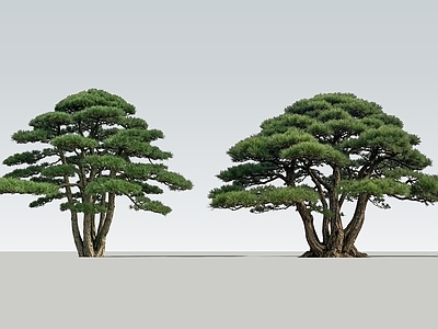 新中式景观乔木 2D丛生松树 丛生黑松 丛生景观松 拼栽松树 多杆松树