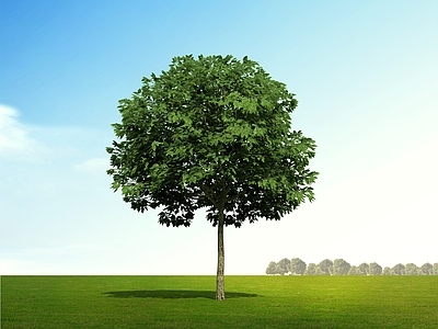 极简景观树 白蜡树 梣树 乔木 树 造景树