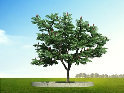 现代主义景观树 火炬树 乔木 树 造景树 庭院树