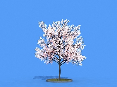 极简景观树 樱花树 乔木 树 造景树 庭院树