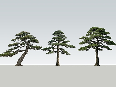 新中式景观乔木 2D松树 景观黑松 景观松树 黑松 单杆松树