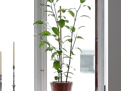 极简盆栽 绿植盆栽 盆景 植物盆栽 花盆绿植 室内盆栽