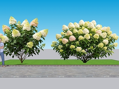 现代主义灌木 2D植物 丛生花灌木 天目琼花 绿化雕塑 绿植