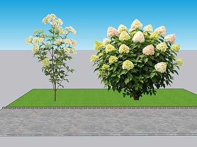 现代主义灌木 2D植物 丛生花灌木 天目琼花 绿化雕塑 绿植