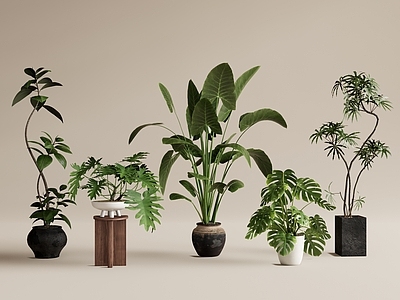侘寂植物堆 盆栽组合 绿植盆栽