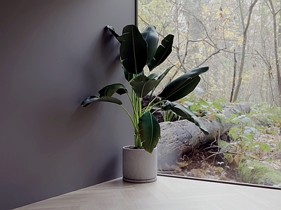 极简盆栽 绿植盆栽 盆景 植物盆栽 花盆绿植 室内盆栽