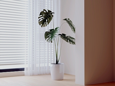 极简盆栽 绿植盆栽 盆景 植物盆栽 花盆绿植 室内盆栽