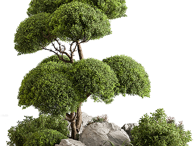 禅意植物组合 植物堆
