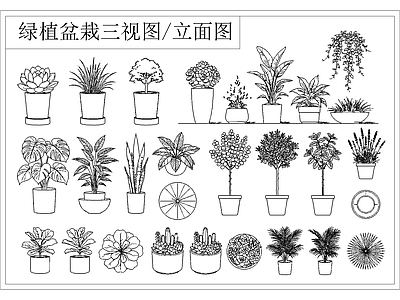绿植 盆栽