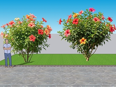 现代主义灌木 2D植物 丛生花灌木 扶桑 朱槿  绿化雕塑 绿植