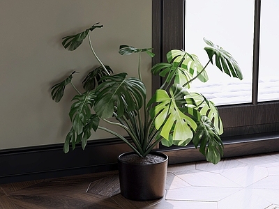 现代盆栽 绿植盆栽 盆景 植物盆栽 花盆绿植 室内盆栽