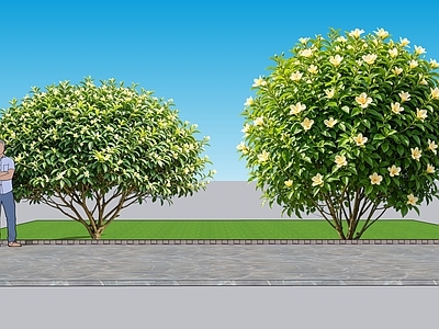 现代主义灌木 2D植物 丛生花灌木 含笑 绿化雕塑 绿植