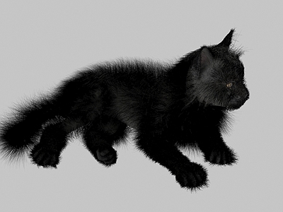 猫