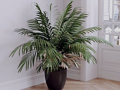 现代简约盆栽 绿植盆栽 盆景 植物盆栽 花盆绿植 室内盆栽