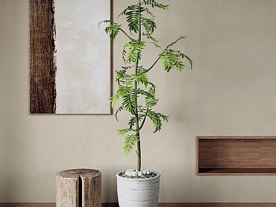 侘寂盆栽 绿植盆栽 盆景 植物盆栽 花盆绿植 室内盆栽