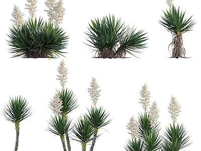 沙漠植物