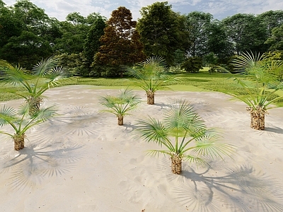 现代主义沙漠植物 铁树