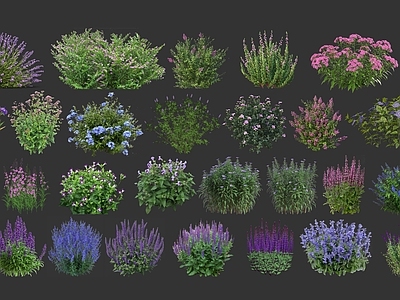 花草 2D植物 2D地被 2D开花地被