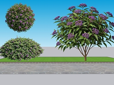 现代主义灌木 2D植物 观果类 紫珠 绿化雕塑 绿植