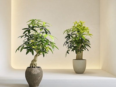 极简垂直绿化 发财树 绿植 盆栽 金钱树 富贵树