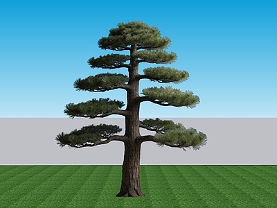 禅意乔木 2D植物景观树 常绿针叶乔木黑松 景观树乔木黑松