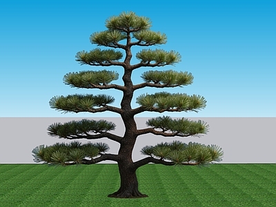 禅意乔木 2D植物景观树 常绿针叶乔木黑松 景观树乔木黑松