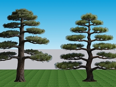 日式乔木 2D植物景观树 常绿针叶乔木黑松 景观树乔木黑松
